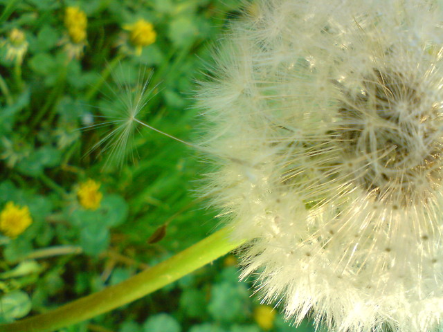 33. Powka serca.
