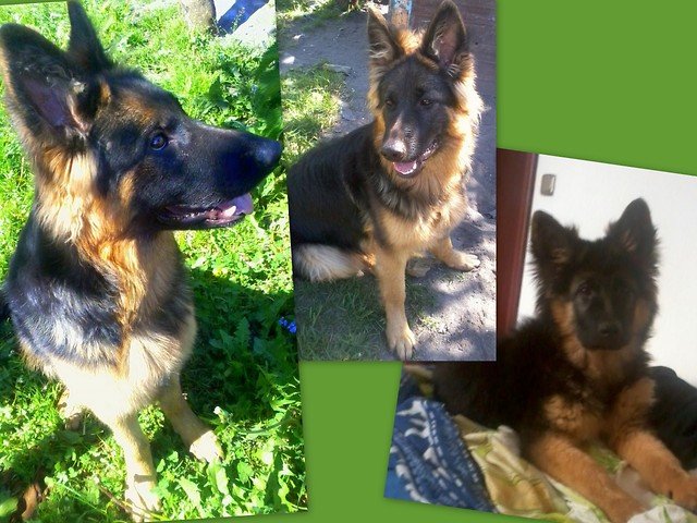 Koda