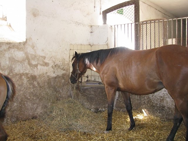 kon w boksie