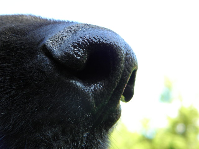 nosek