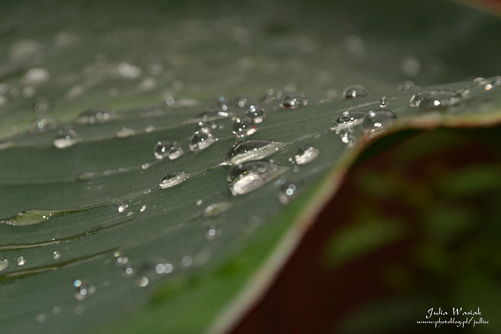 Tear For Innocence. II