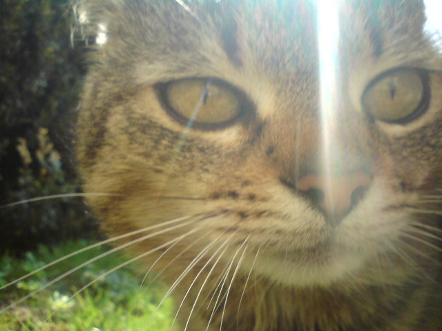 mrau.
