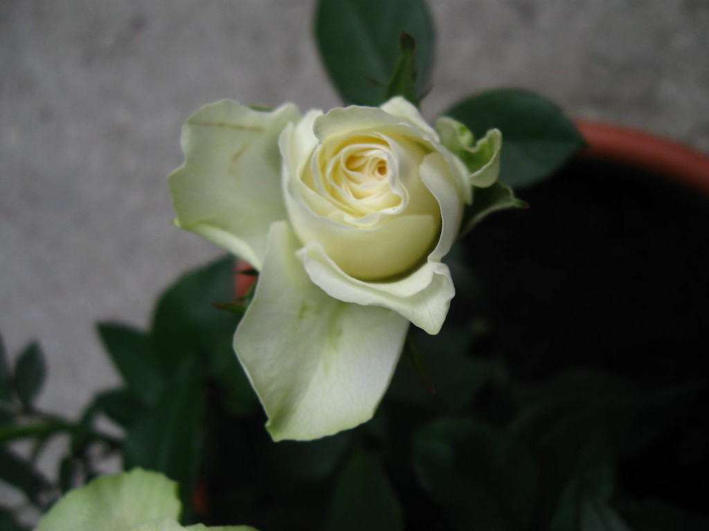 Rose! @>- - -