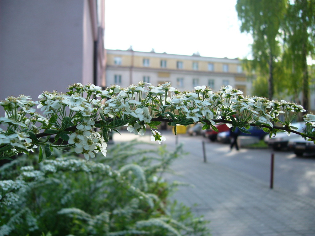 cholera jasna!