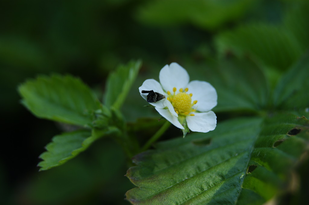 Tukawkowe. :)