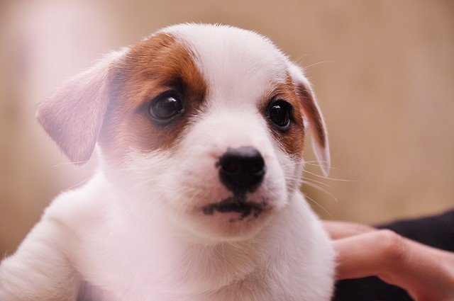 Snoopy.