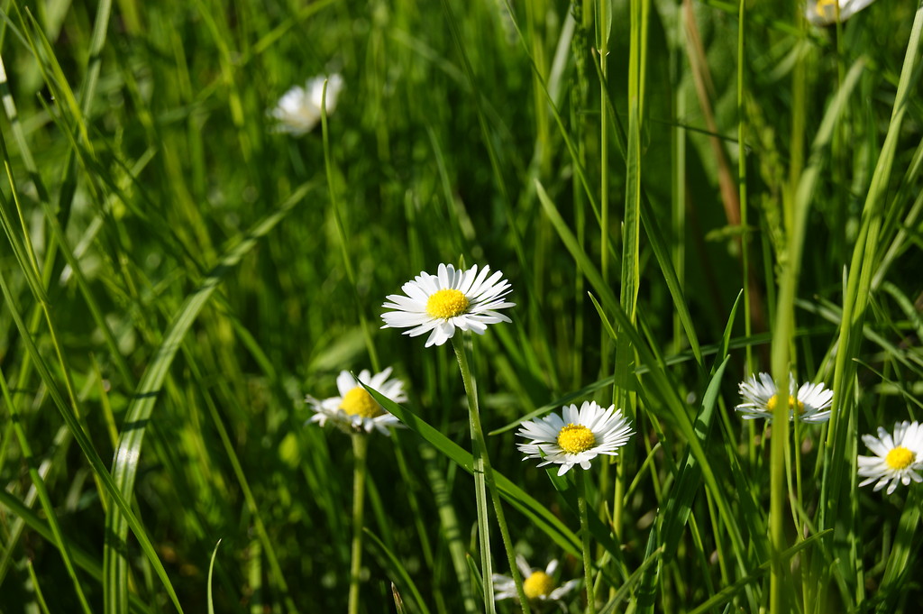 Stokroki. 