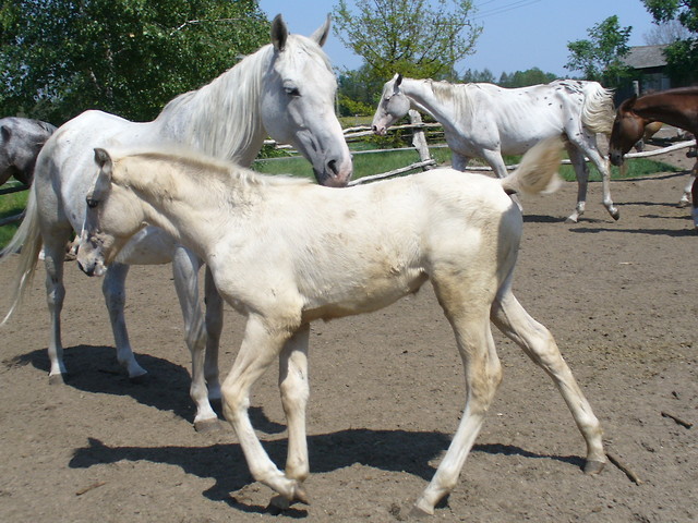 Cicha Gra 2011