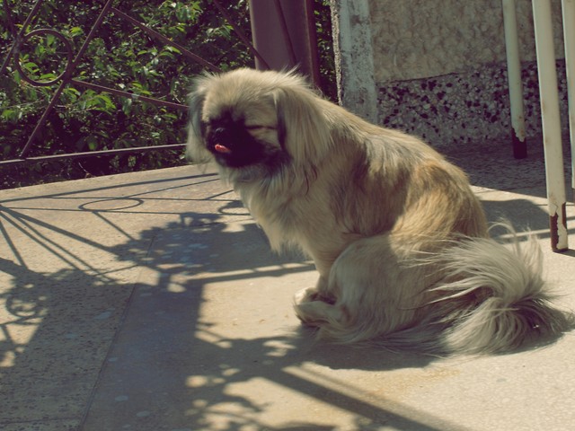 Tosiek ;* 