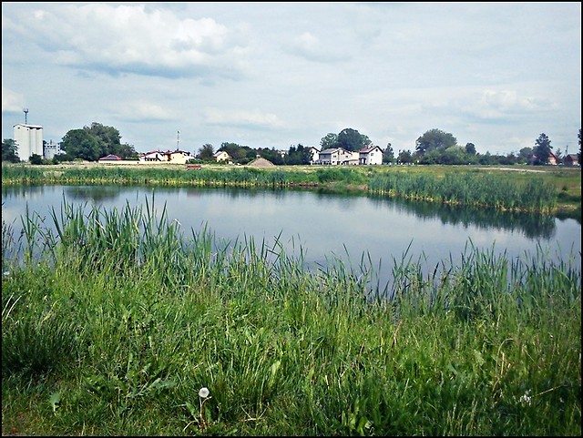 Staw