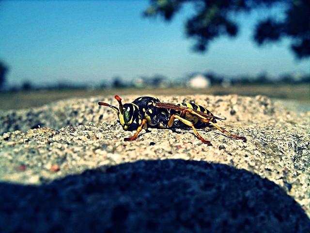 wasp.