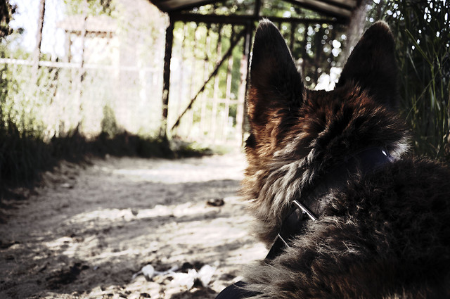 Oskar