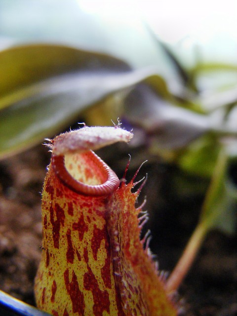 May Drapieca :)