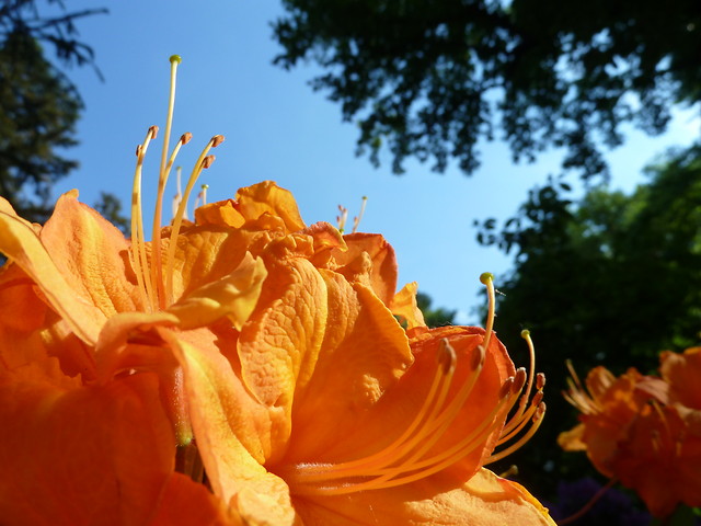>rhododendron