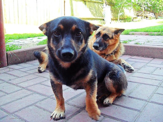 dogINthefog.