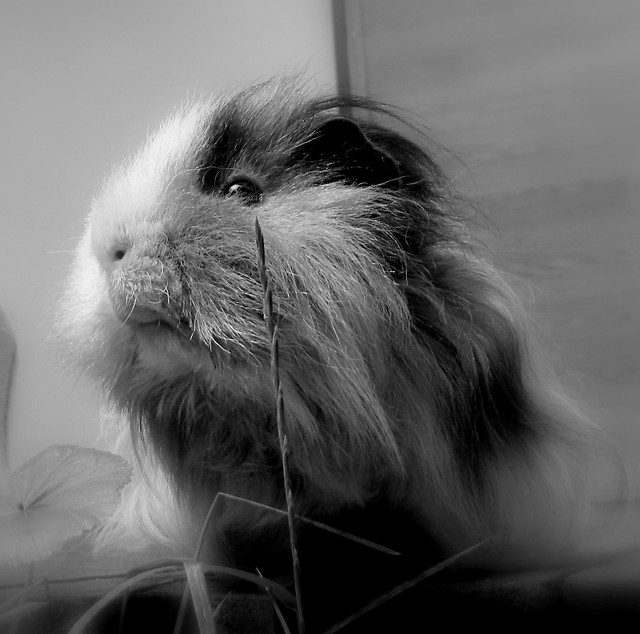 Puchol. [*]