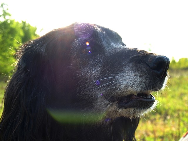 Suki!