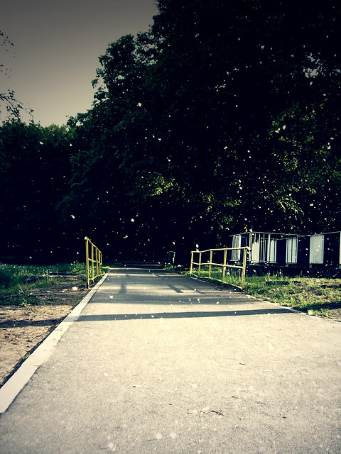 The snow in summer