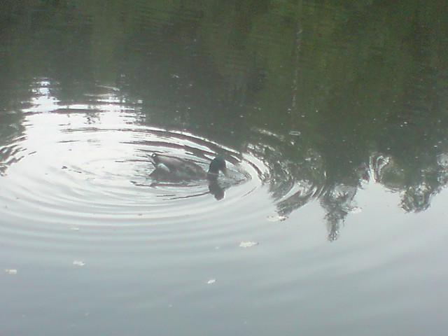 Staw