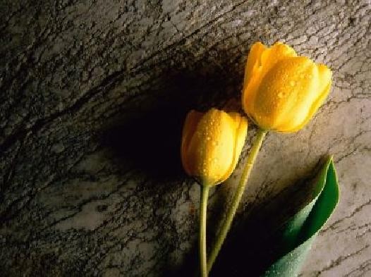 tulipanek