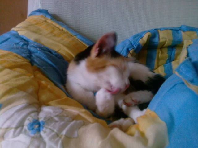 mrrau. ; *