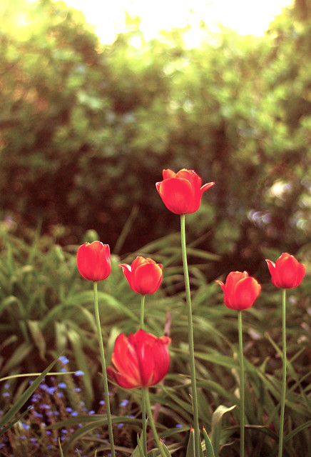 tulipcie