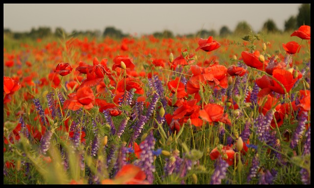 poppy seed