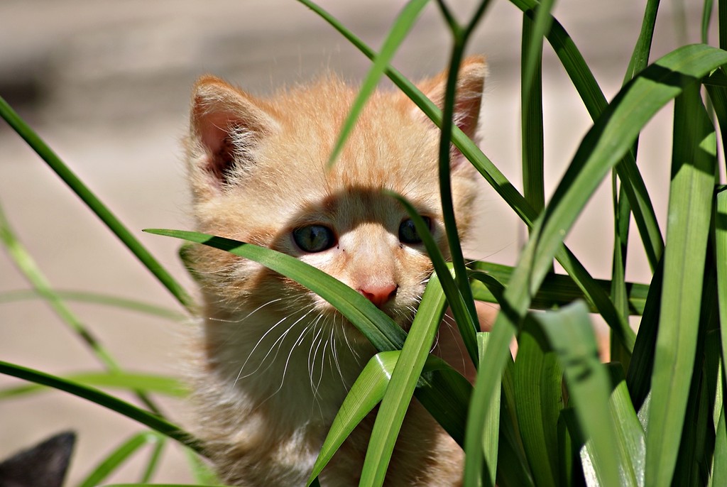 The cat