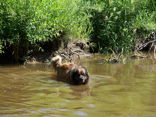 Bachus