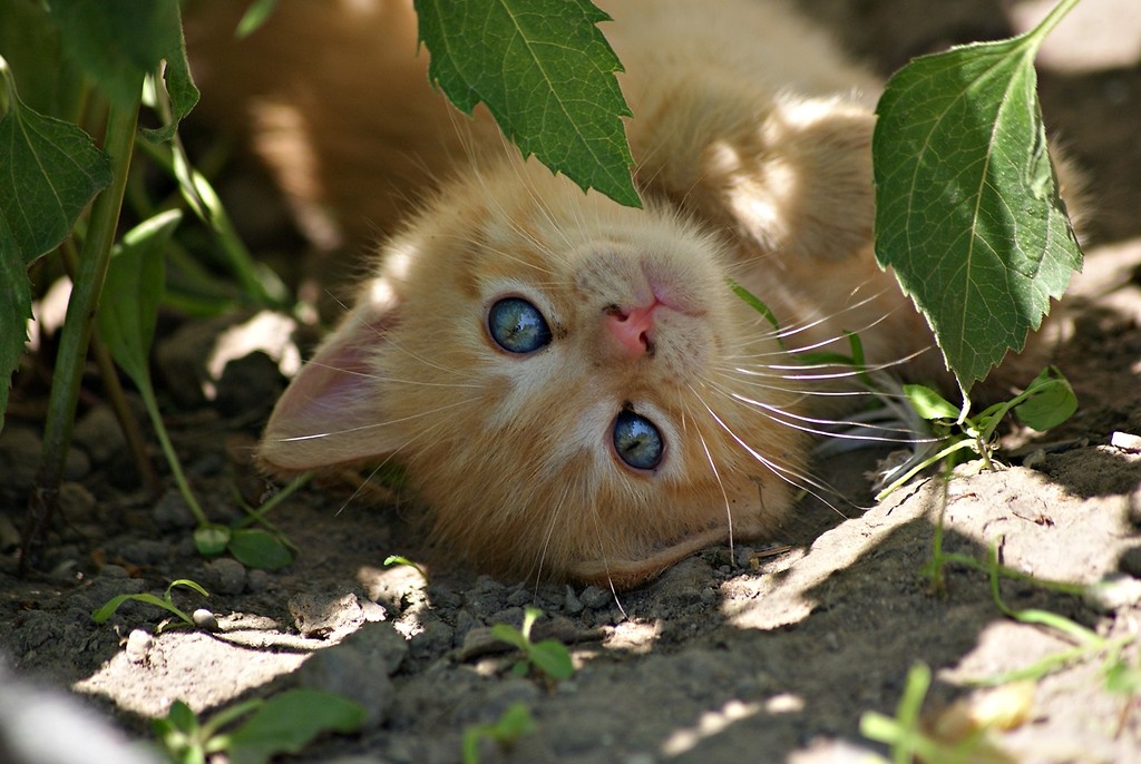 The cat