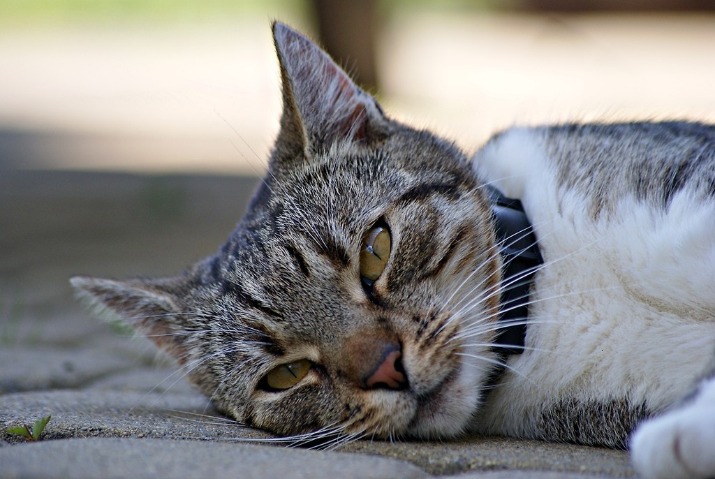 The cat