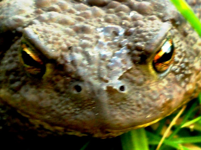 przyczajony raptor