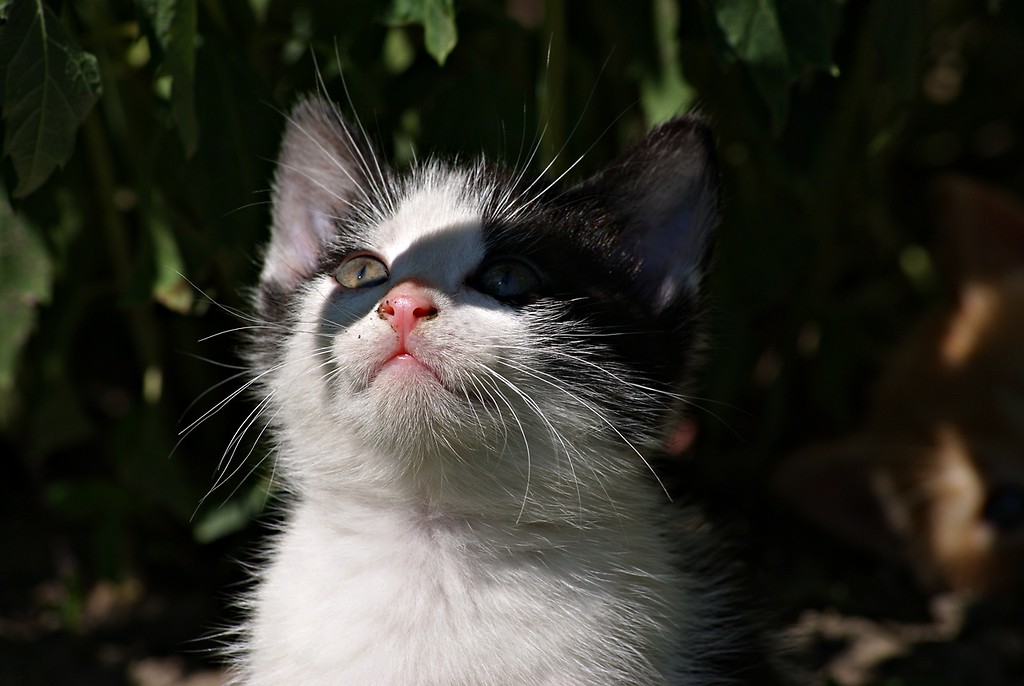 The cat