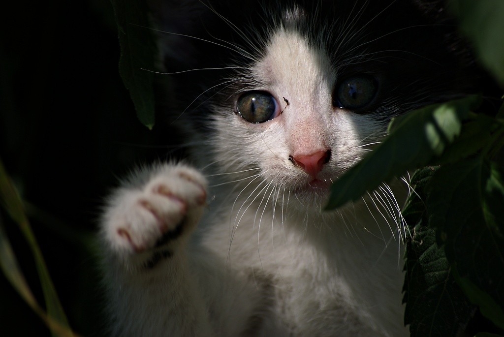 The cat