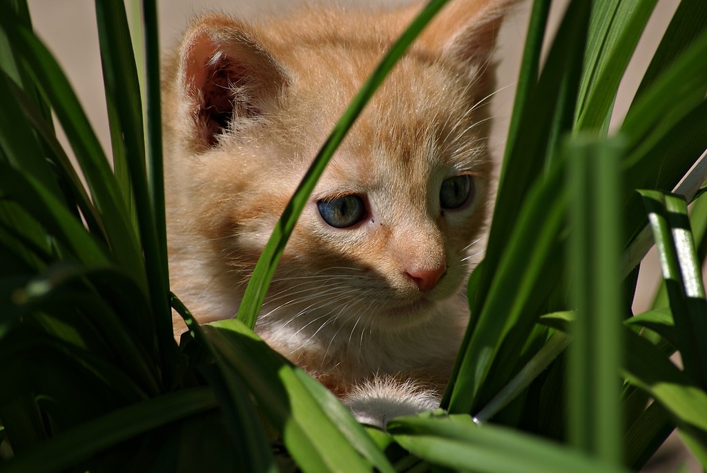 The cat