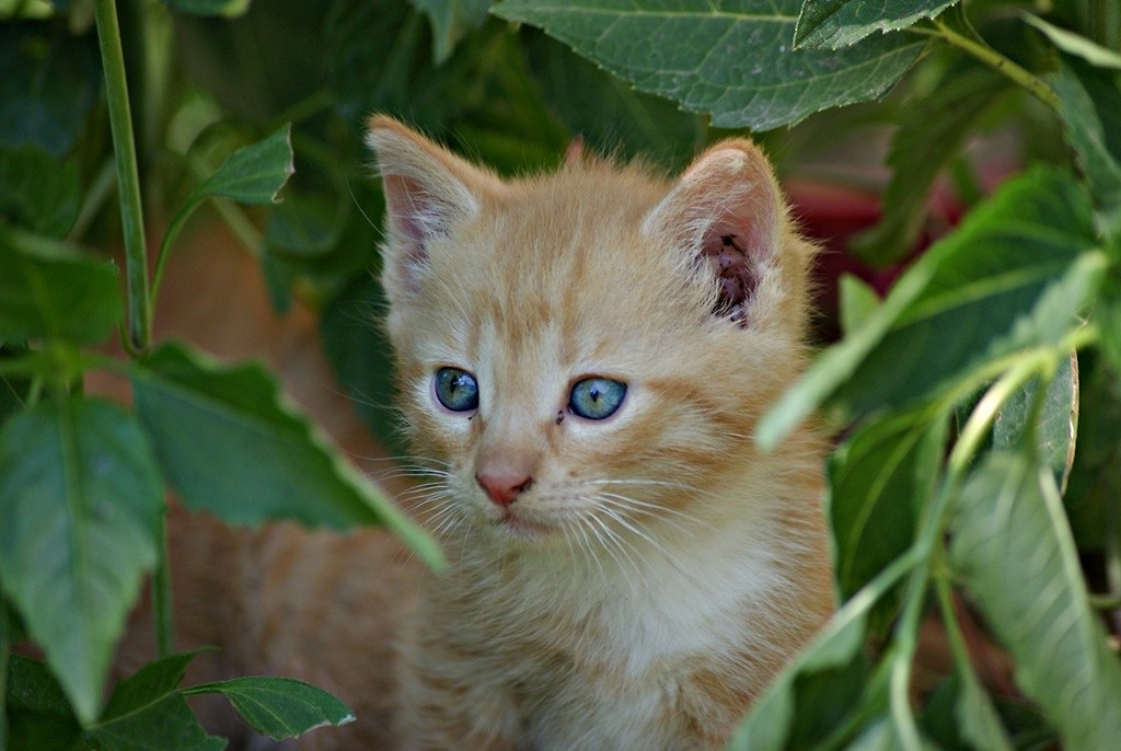 The cat