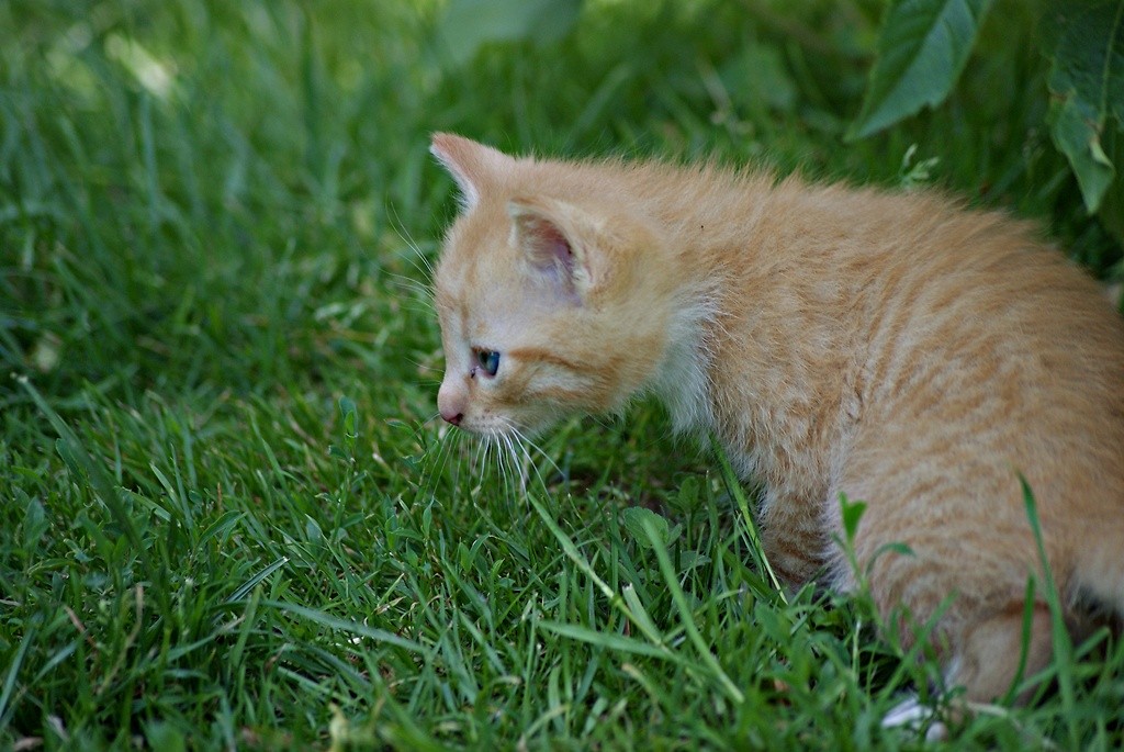 The cat