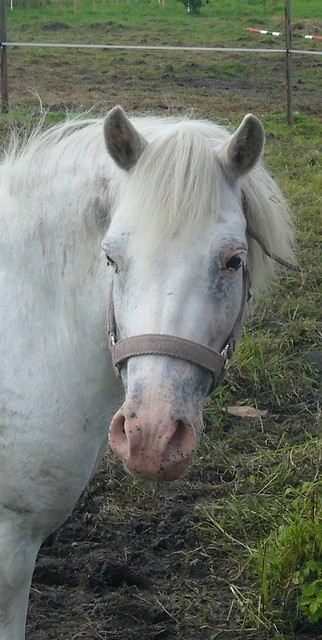 Sybercia :D