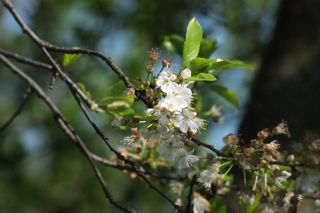 Winia. 