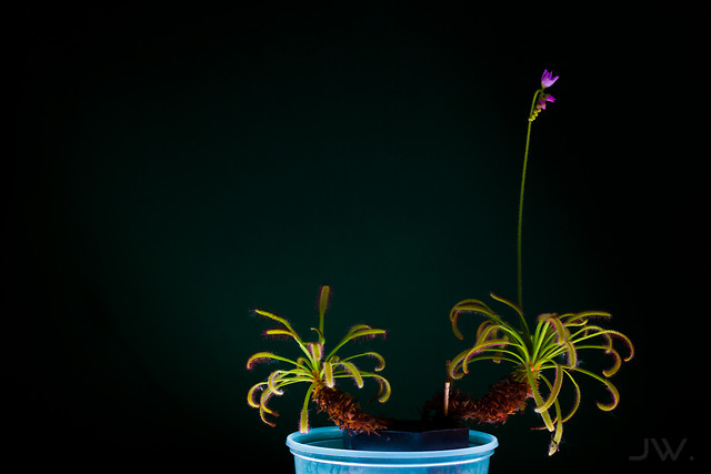 Drosera capensis
