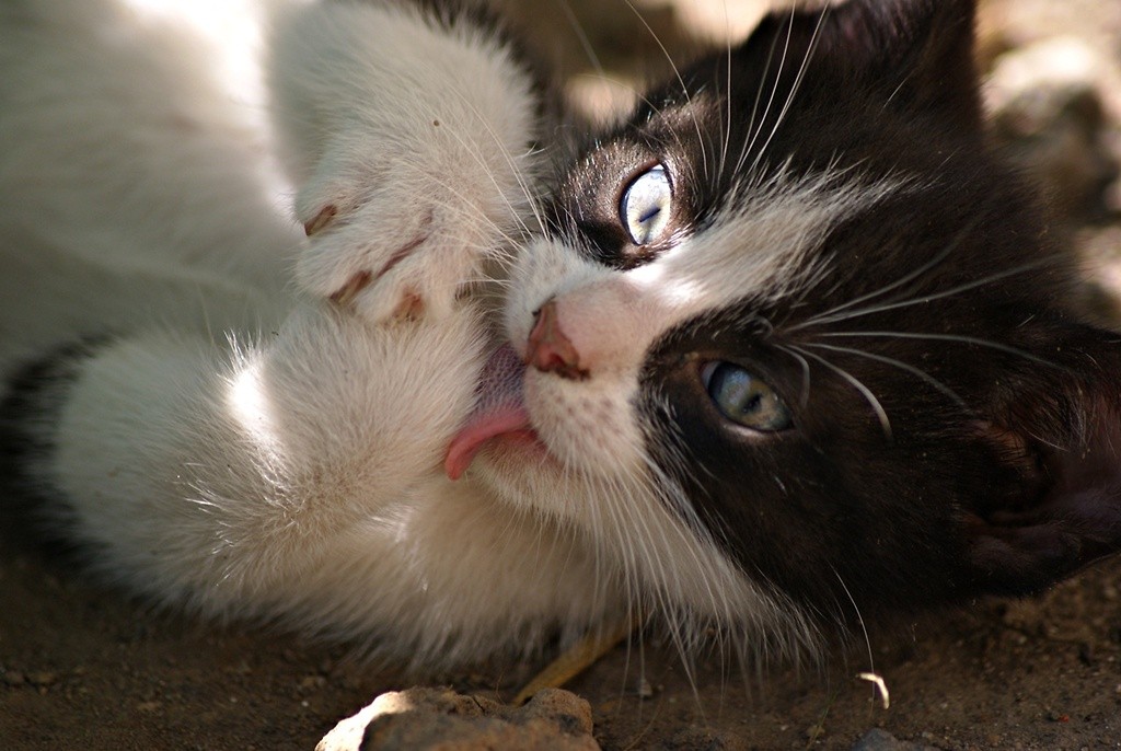 The cat