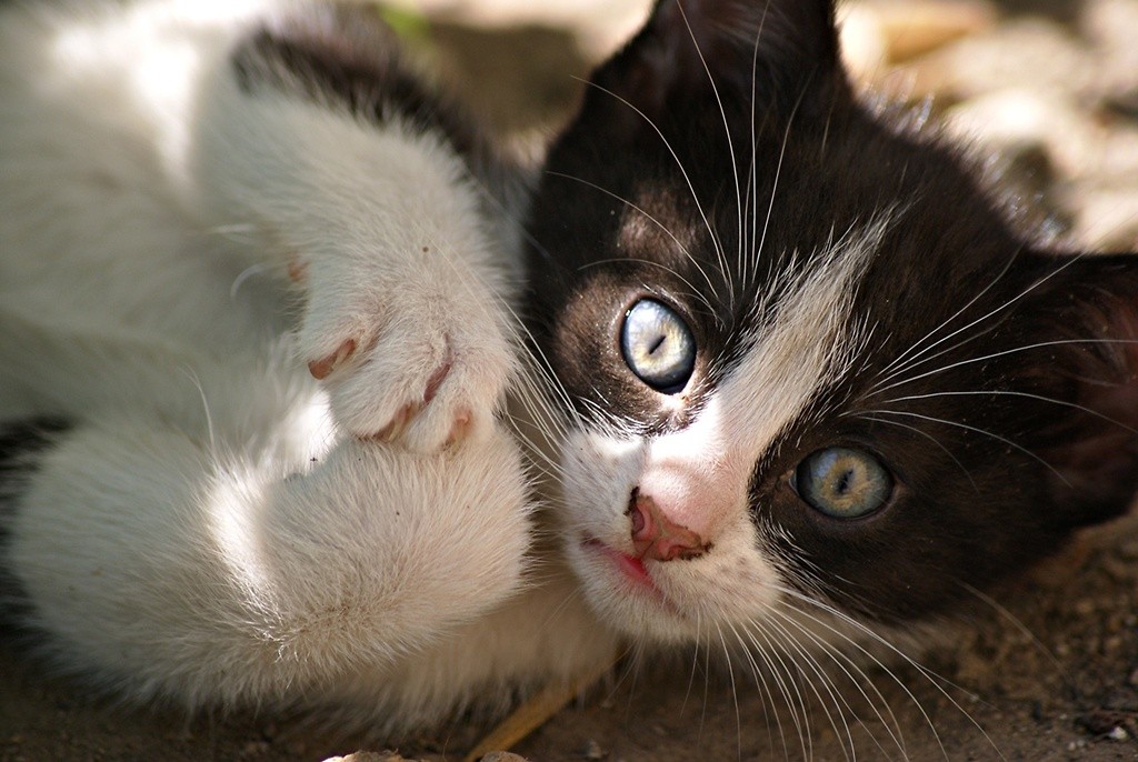 The cat
