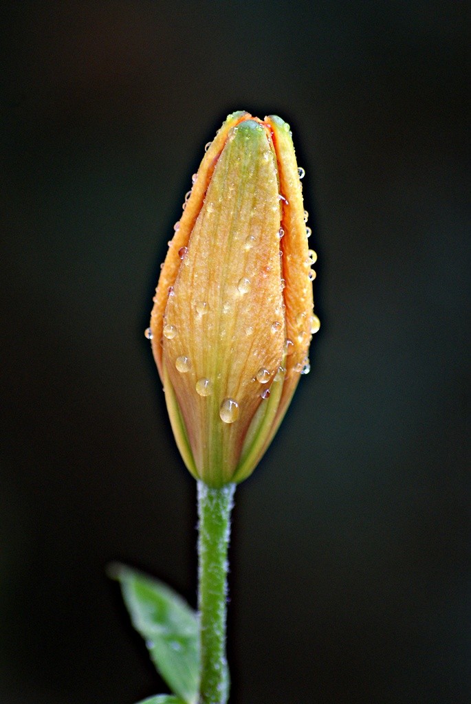 The flower