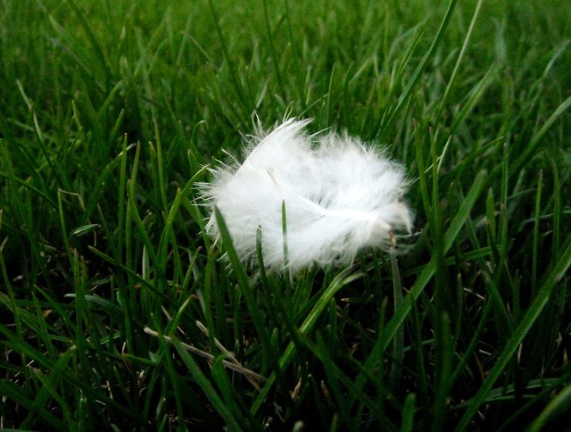 133: Feather