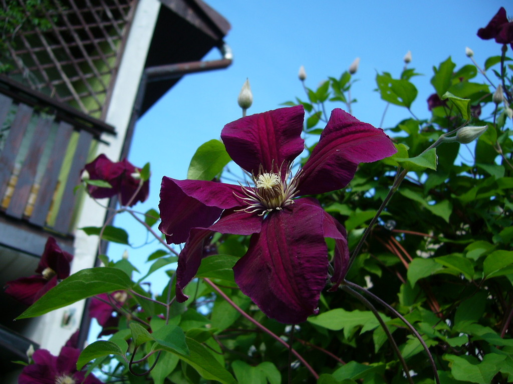clematis