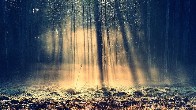 wood.
