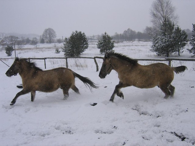 Mat i Nazir