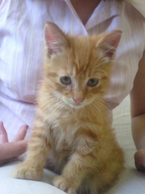 kicia
