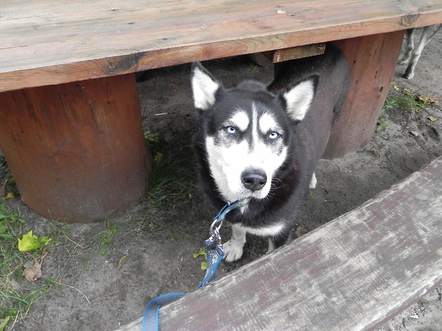 blue eyes.