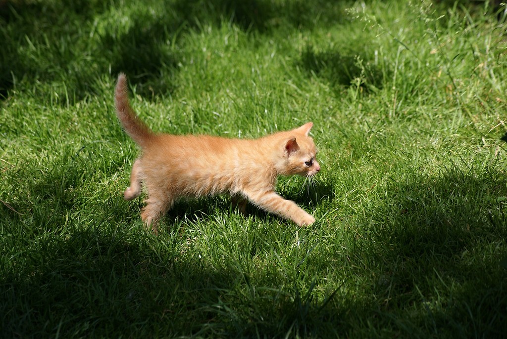 The cat